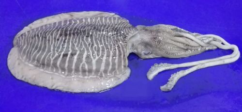 Frozen Cuttlefish, For Cooking, Food, Human Consumption, Style : Fresh