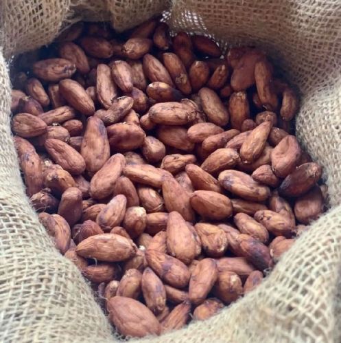 Brown Chocolate Cocoa Beans for Industrial or Decorative