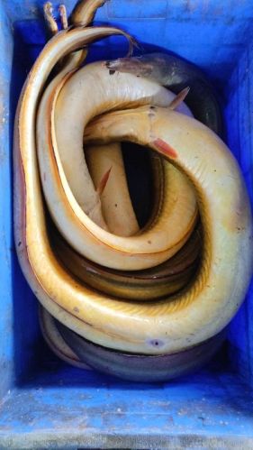 Fresh Yellow Eel, Packaging Type : Packet