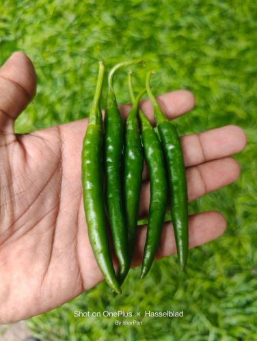 Fresh green chilli, Application : Cooking