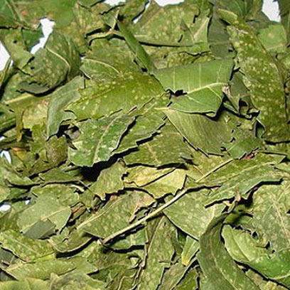 Natural Dray Neem Leave, For Medicinal, Style : Dried