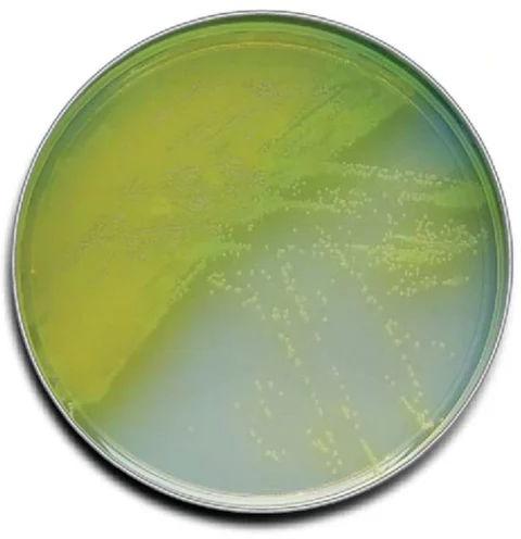 Borosilicate Glass Cetrimide Agar Plate, Shape : Circle