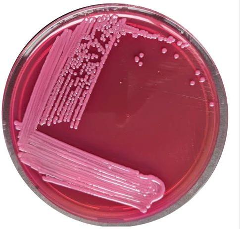 Circle Readymade Macconkey Agar Plate