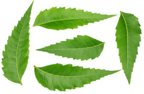 Neem Leaves, For Cosmetic, Medicine, Color : Green