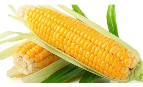Fresh Yellow Maize