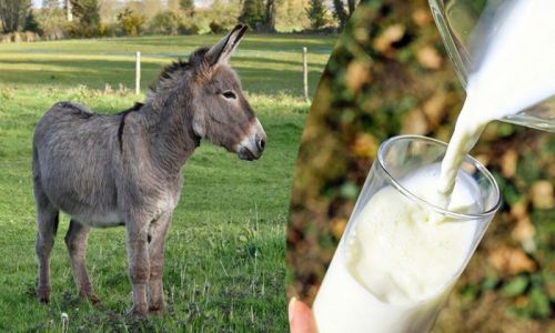 Donkey Milk, For Medicine Use