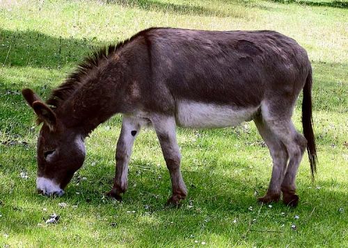 Live Donkey, For Farming, Color : Brown