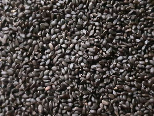 Organic Basil Seeds, Packaging Size : 20-30kg