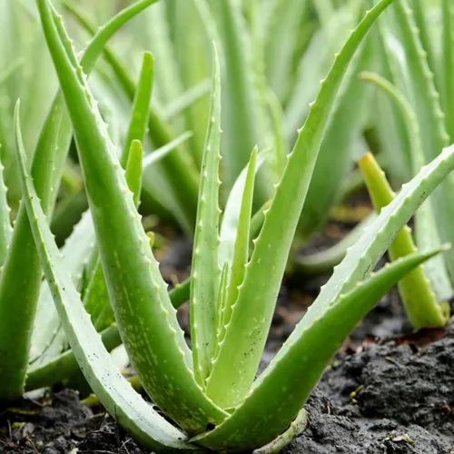 Common Aloe Vera Leaf, Grade : First