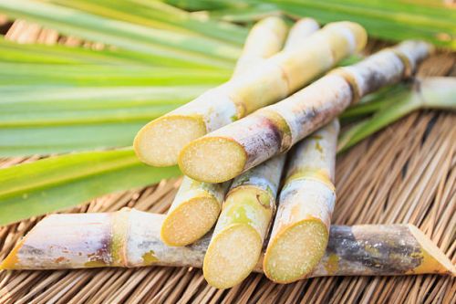 Sugarcane 5-10ft, Packaging Type : Green