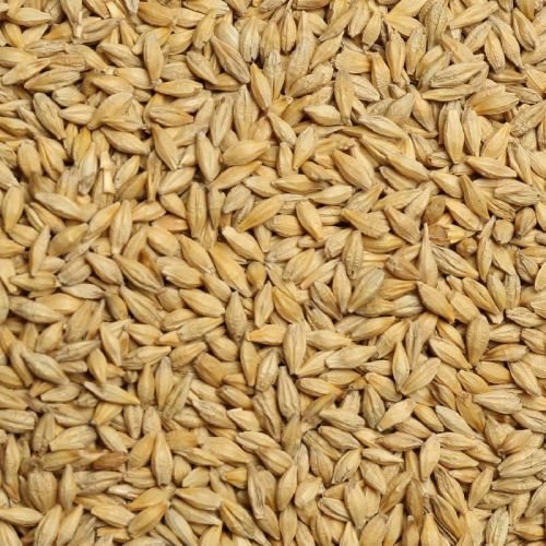 Natural Barley Seeds, Packaging Type : Gunny Bag