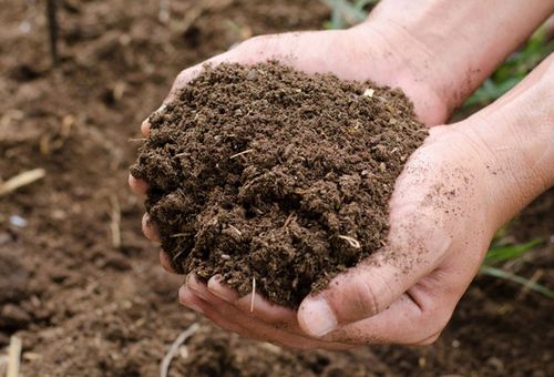 Cow Dung Manure, For Agriculture