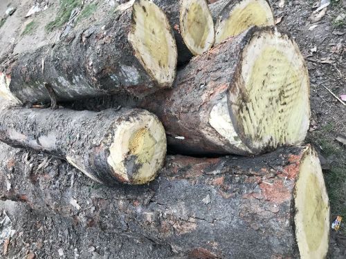 Jackfruit Logs Wood, Shape : Squire Round