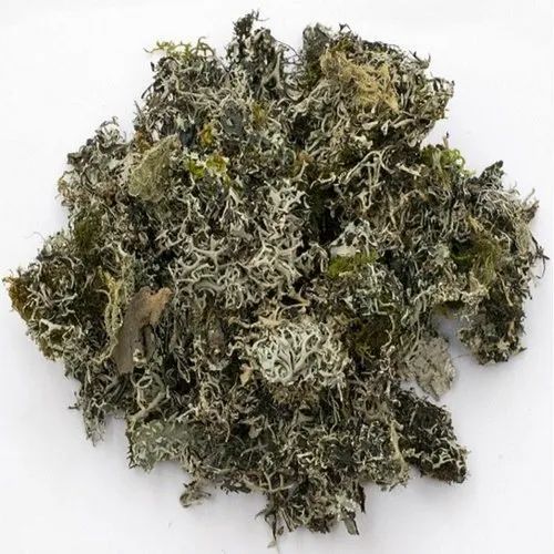 RRS Organic Chadila Raw Herbs For Medicinal