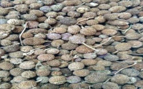 Gorakhmundi, Botanical Name : Sphaeranthus Indicus