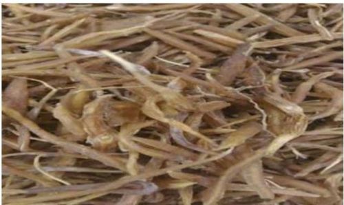 Organic Shatavari Root For Ayurvedic Medicine