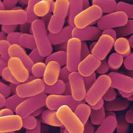 Lactobacillus Plantarum 100bc/g, Shelf Life : 2 Years