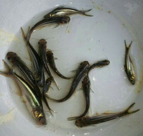 Whole Pangasius Fish Seeds, For Cattle, Certification : FSSAI Cetified