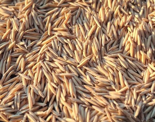 Pusa Basmati 1509 Paddy Seeds, Variety : Short Grain