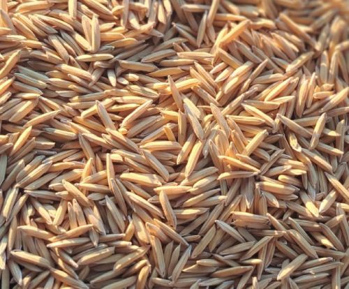 Pusa Basmati 1692 Paddy Seed, Packaging Size : 10Kg