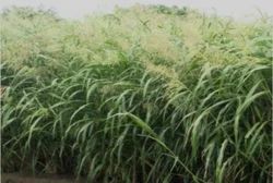 CSV 33 MF Fodder Seeds, For Agricultural, Packaging Size : 1kg, 2kg, 3kg, 5kg, 10kg, 25kg