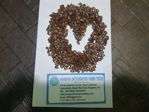 Vismaya Naturals Subabul Seeds