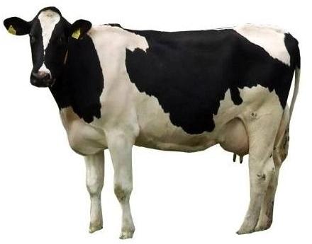 Holstein Friesian Cow