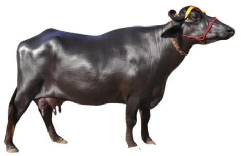 Murrah buffalo, Packaging Type : Black