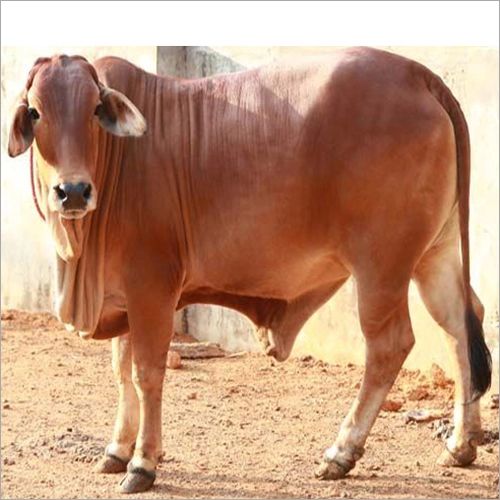 Sahiwal Cow