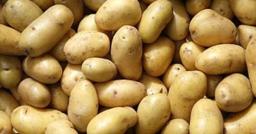 Round Natural Potatoes, For Human Consumption, Packaging Size : 10kg, 15kg, 20kg