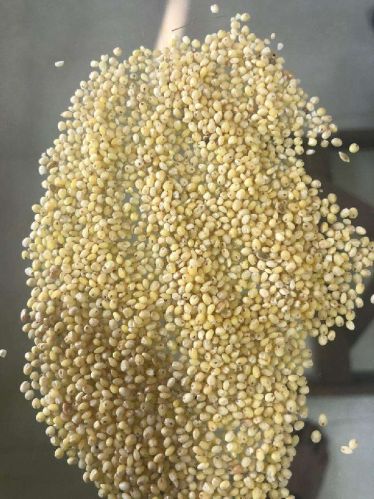 Yellow Organic Foxtail Millet Seeds, Packaging Type : Plastic Bag