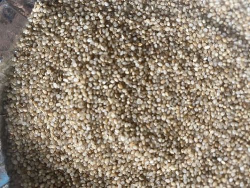 Unpolished Barnyard Millet Seeds, Speciality : Rich Source Of Nutrients