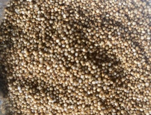 Organic Unpolished Kodo Millet Seeds, Packaging Type : Plastic Bag