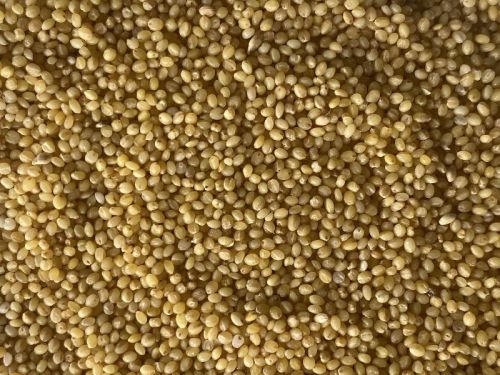 Organic Unpolished Little Millet Seeds, Shelf Life : 6months