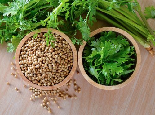 Organic Coriander Seeds, Grade Standard : Food Grade