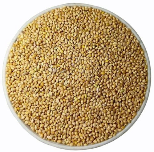 Organic Foxtail Millet Seeds, Feature : Natural Taste