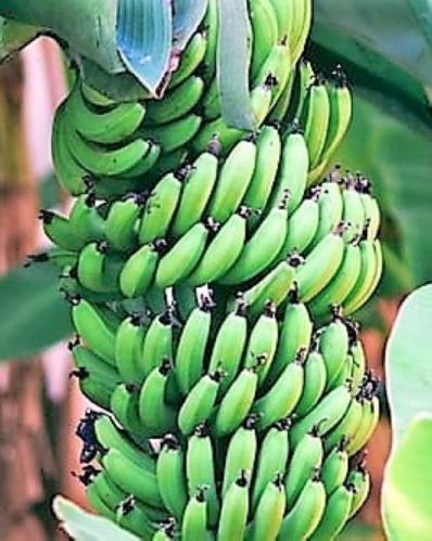 Natural Green Banana, For Human Consumption, Cooking, Home, Hotels, Packaging Size : 15kg