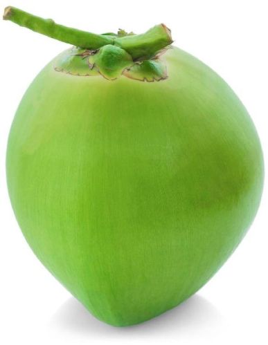 Natural Whole Soft fresh coconut 15 Inch, Packaging Type : Green