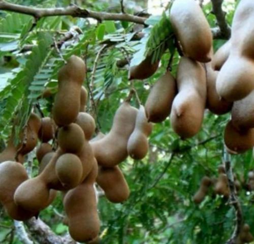 Tamarind Fruit
