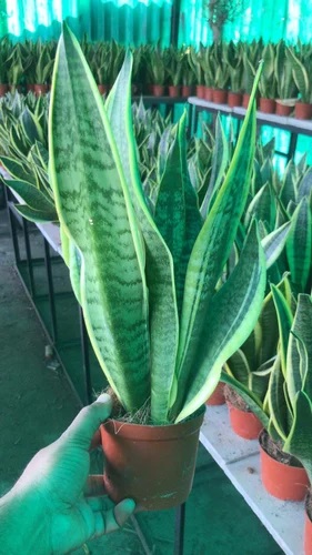 Snake Plant, For Indoor