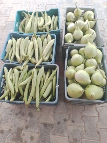 Vegetables, Packaging Size : 1Kg