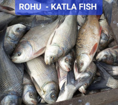 Block Rohu Fish