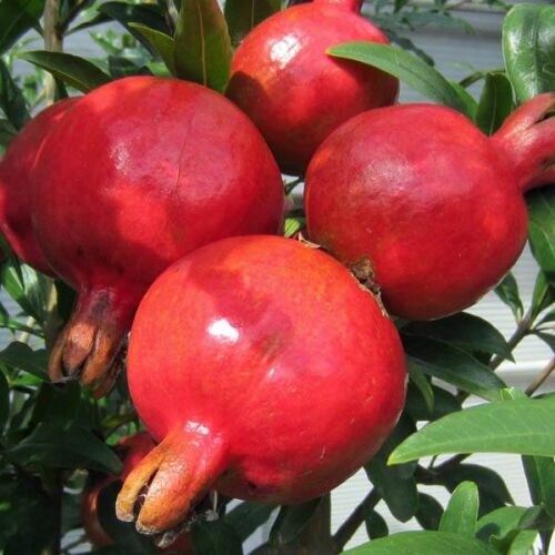 Whole Organic Bhagwa Pomegranate, For Human Consumption, Grade : AAA