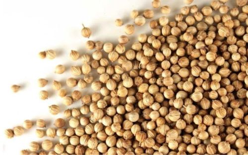 Organic PVT coriander seeds, Packaging Type : Brown 12%