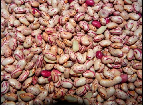 Organic Cranberry Bean, For Restaurant, Home, Certification : FSSAI