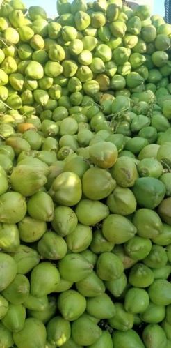 Green Organic Khadim Coconut Supplier, For Drinking, Packaging Type : Gunny Bags