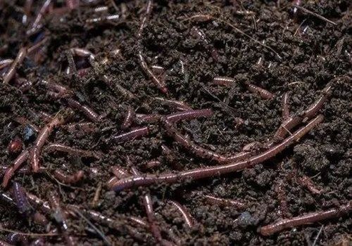 Brown Agriculture Earthworm Vermicompost, Packaging Size : 25 Kg