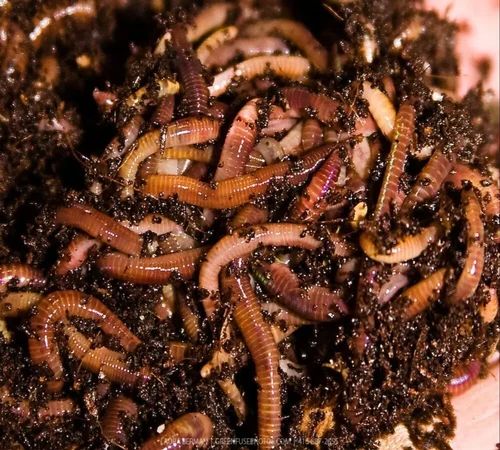 Red Cow Dung Vermicompost Earthworm, Packaging Size : 5 Kg