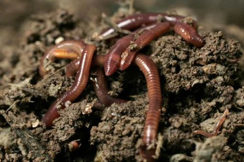 Red Eisenia Fetida Farming Live Earthworms, Packaging Size : 25 Kg