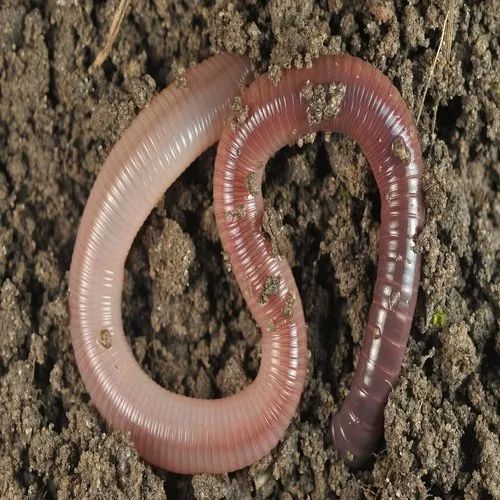 Red Organic Live Earthworm, Packaging Size : 25 Kg